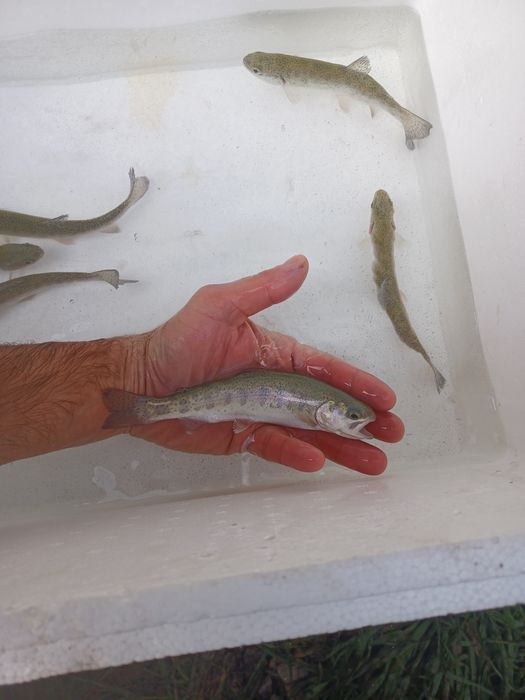 Sandacz 25cm . Szczupak  , Miętus , Palia.