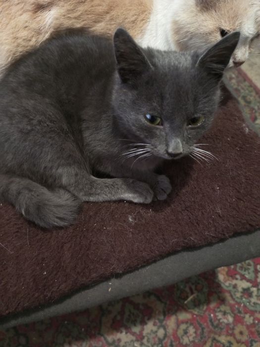 Хлопчик, приблизно 5-6 місяців