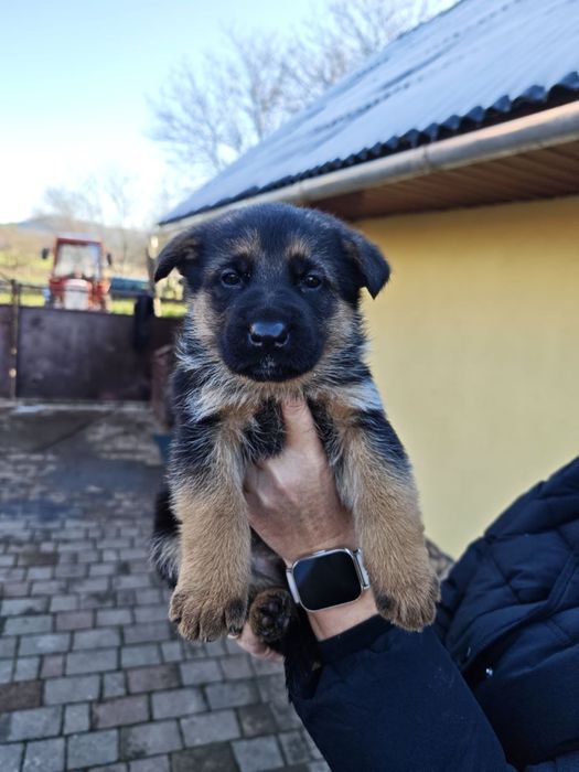 Німецька вівчарка