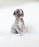 Whippet chart angielski