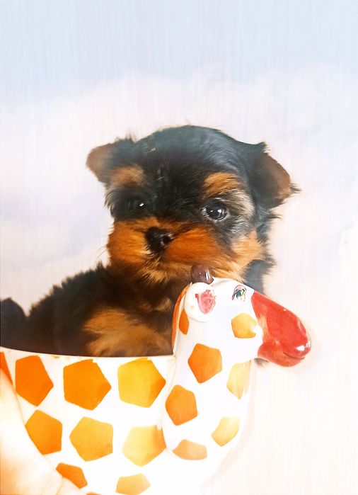 Продаются щенки йорка