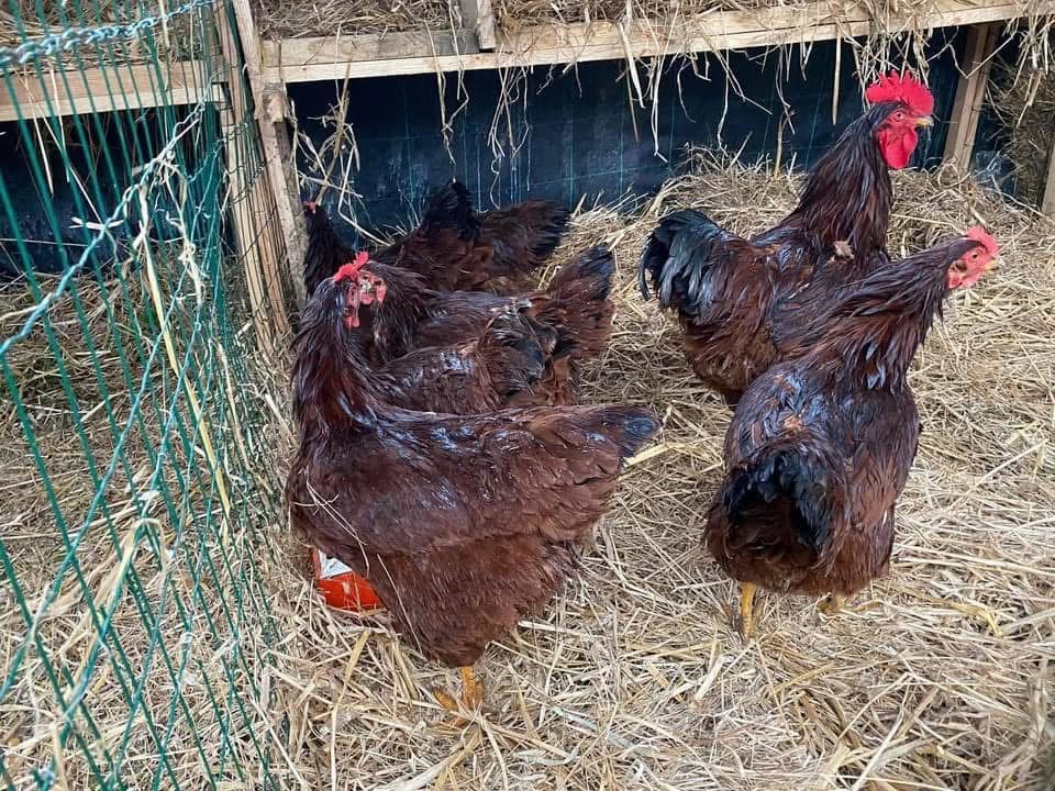 Rhode island red ovos
