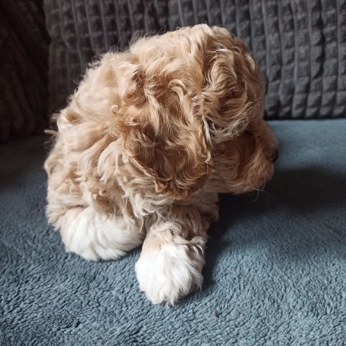 Maltipoo F1-chłopczyk*małopolska