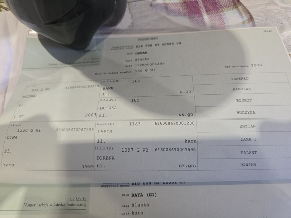 Sprzedam ogierka 8 miesiecy