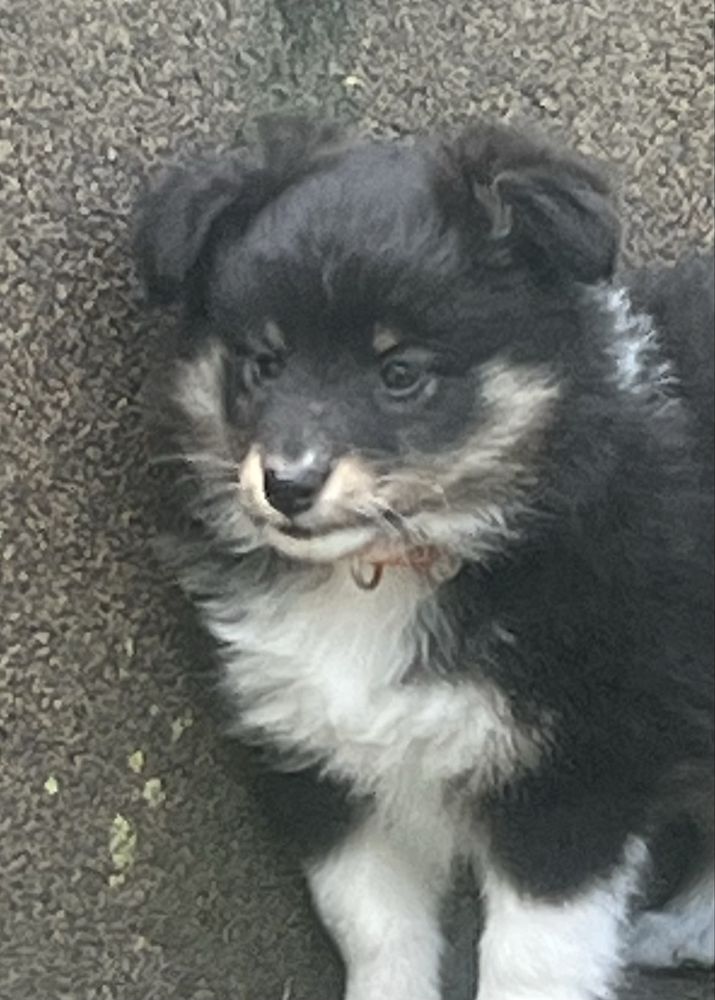 Owczarek szetlandzki sheltie-sunia