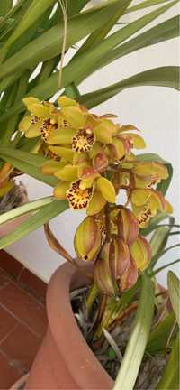 Orquidea mudas verde