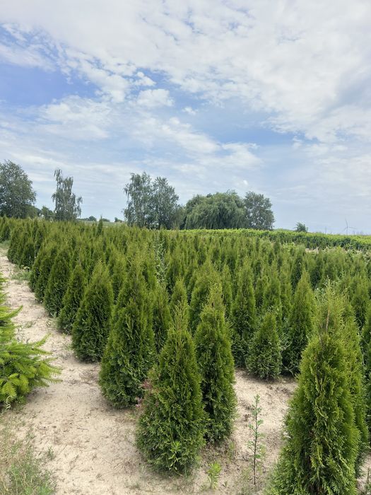 Tuja, Thuja Szmaragd 130-150cm