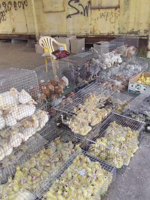 Птиця курка гуска качка.