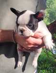 Bulldog francês femea