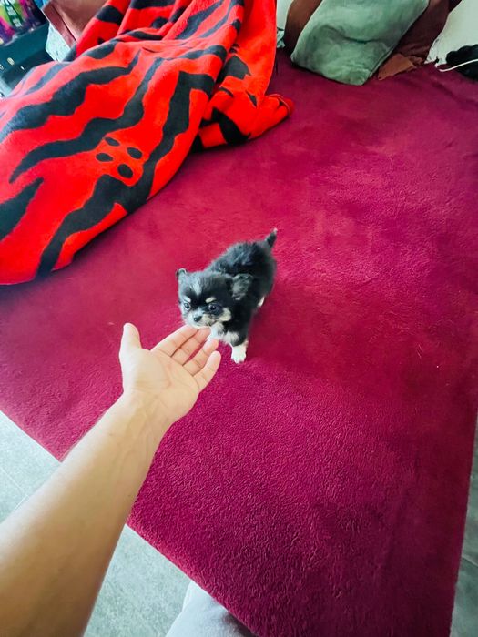 chihuahua macho  de  pelo longo