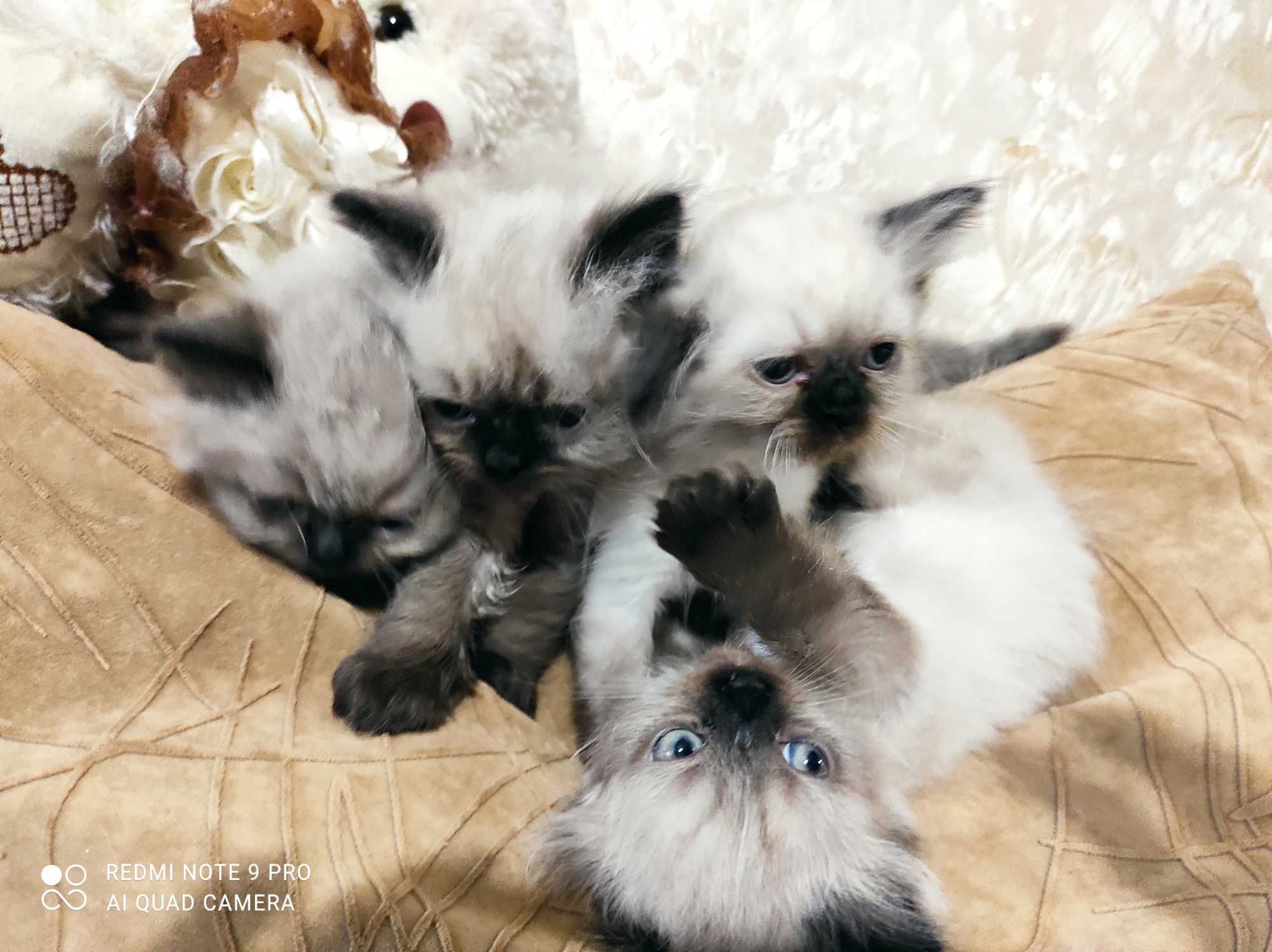 Продаю персидских котят колор-поинт