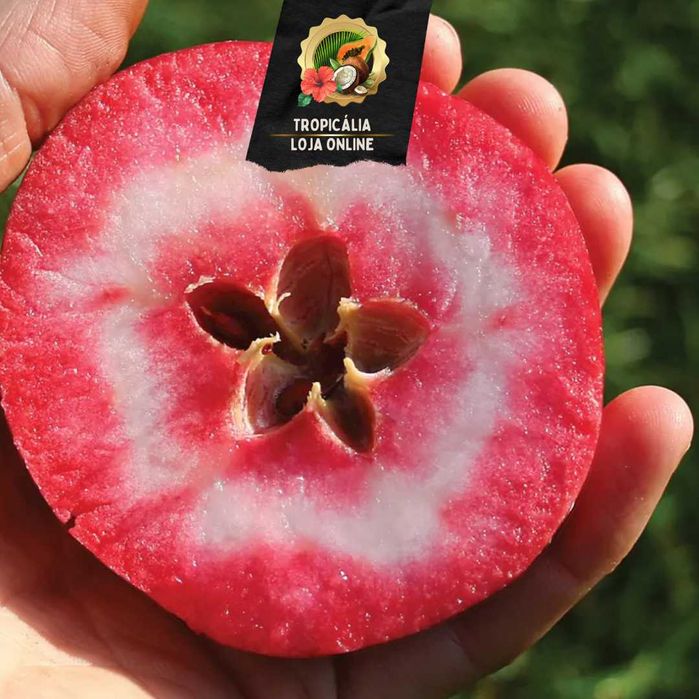 Árvores Tropicais ENXERTADAS Jardim, varanda, Horta