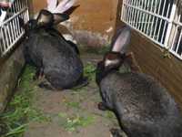 Фландри кролики та кролички