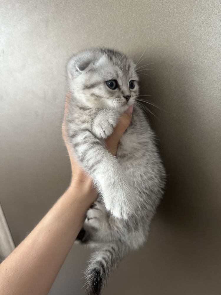 Шотландські котята