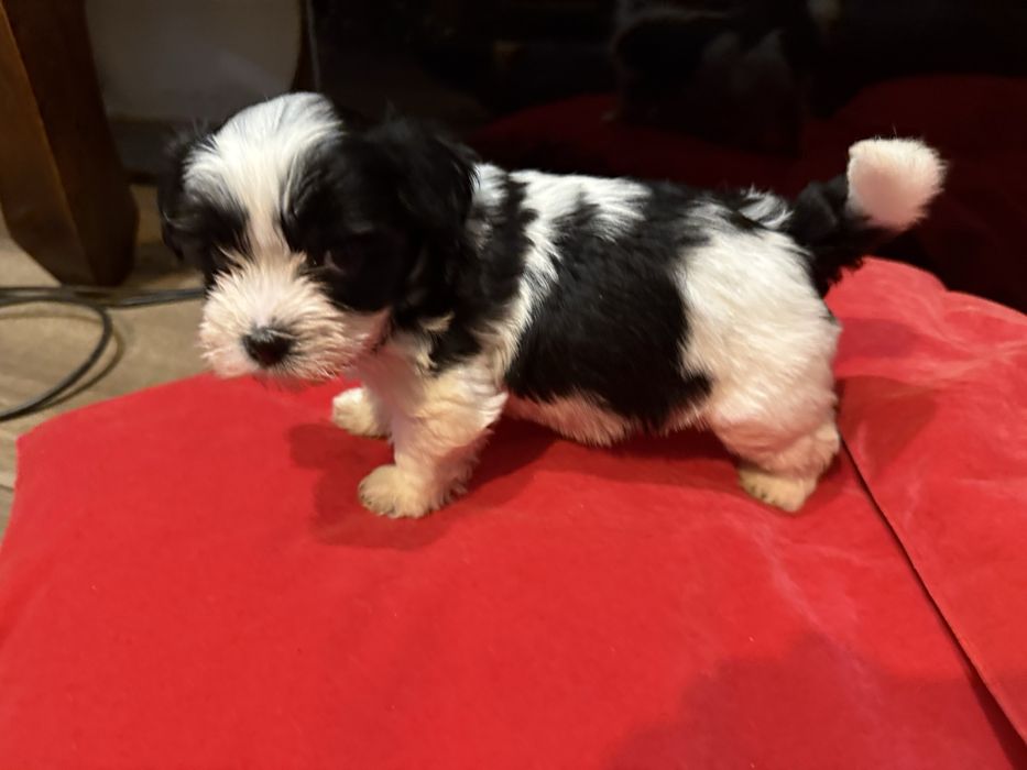 Sprzedam Yorkshire Terrier Biwer Oryginalna Miniaturka