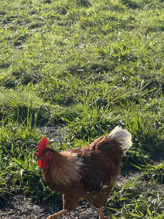 Vendo galo com 11 meses