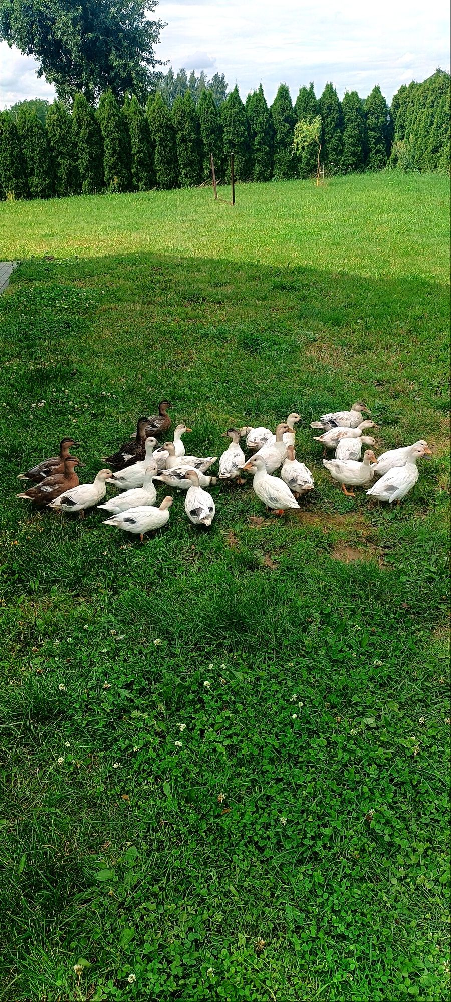 Kaczki Call Duck