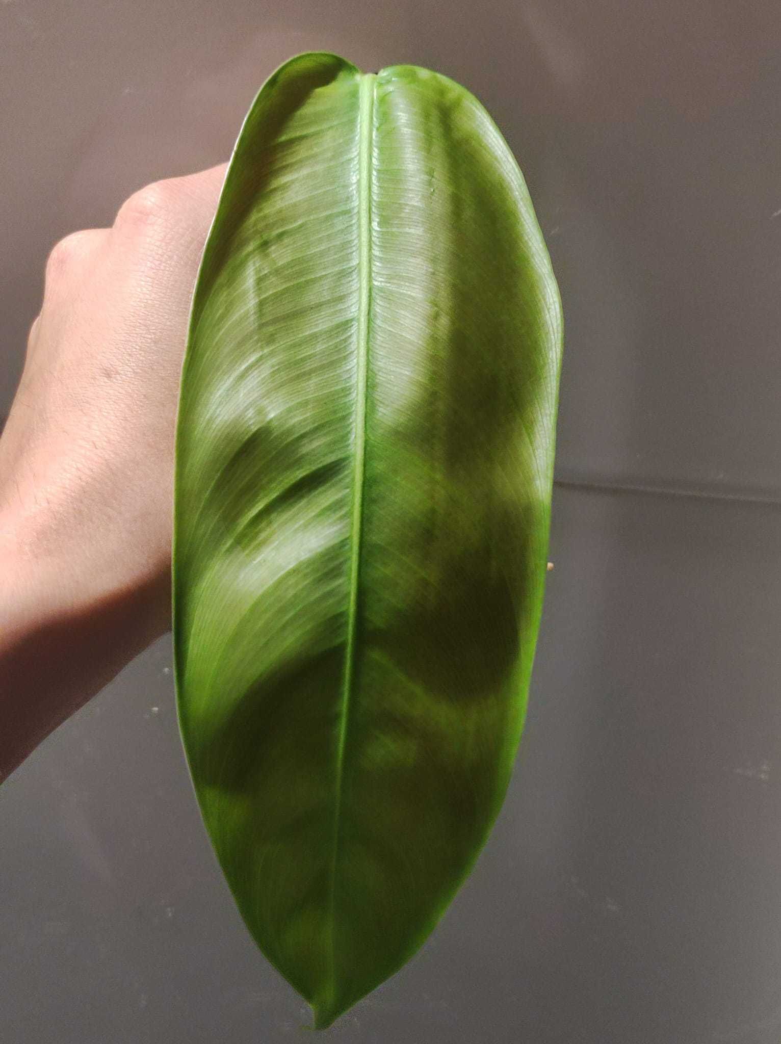 Philodendron Patriciae