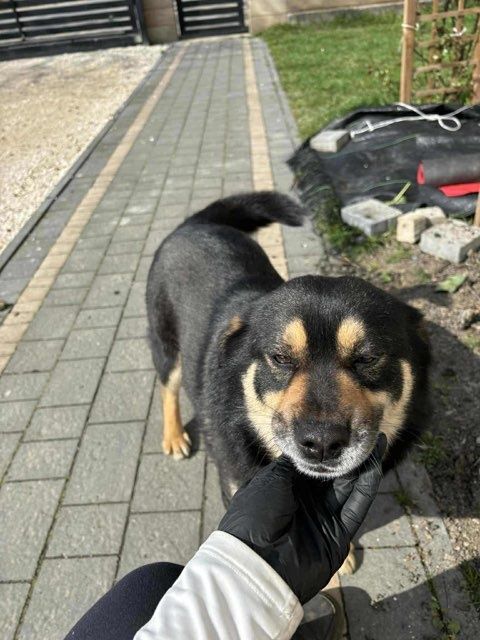 Oddam pieski do adopcji