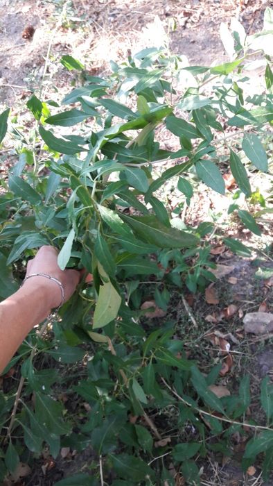 Продам саженцы годжи