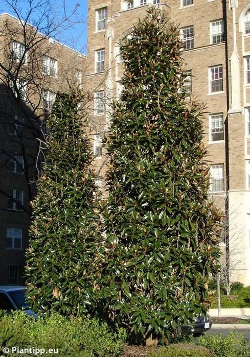 Magnolia grandiflora "Alta", wieczniezielona, duże sadzonki