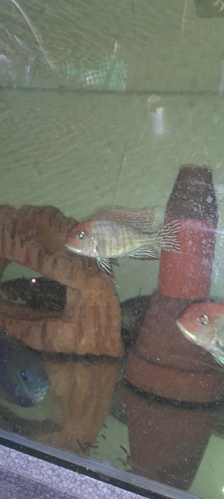 Ziemiojad RED HEAD tapajos 5-6cm wysyłka.