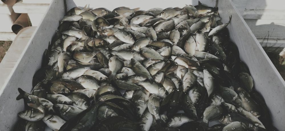 Narybek , karp , tegoroczny .