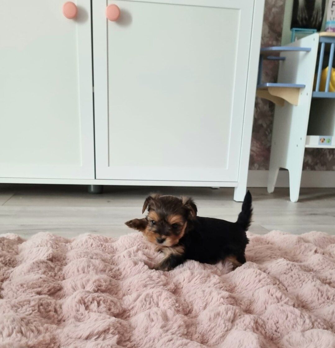 Yorkshire terrier