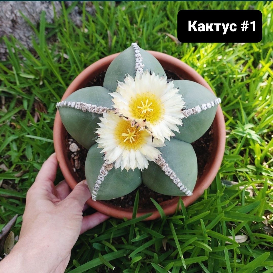 Насіння кактусів Astrophytum myriostigma nudum. Кактус Астрофітум