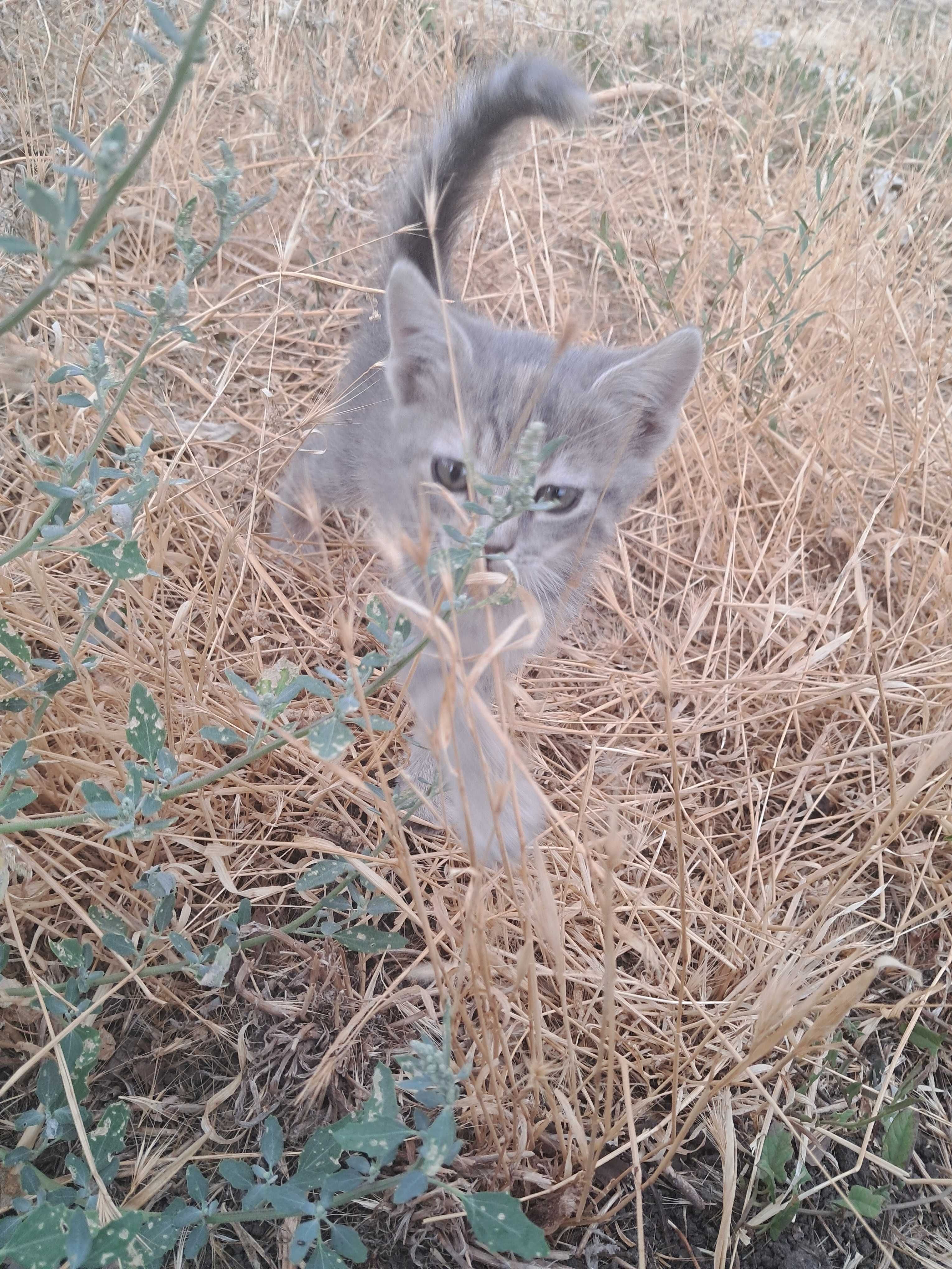 Віддам безкоштовно кошенят