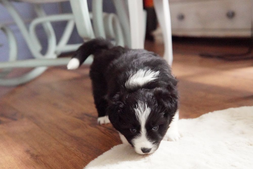 Border Collie  suczka ZKwP/FCI