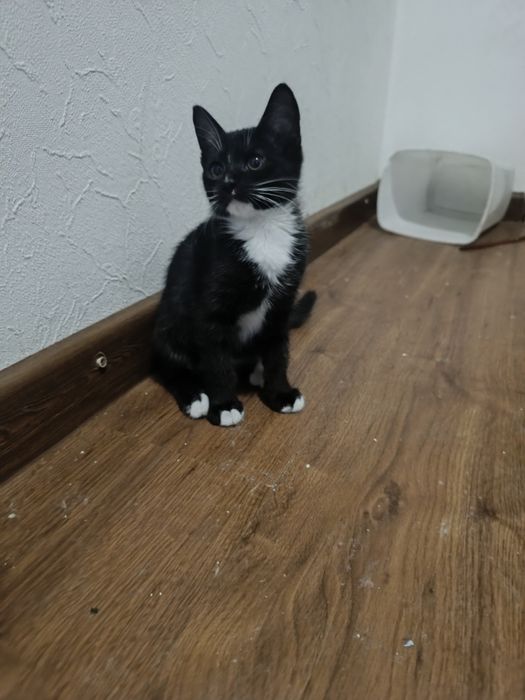 Котенята 3 місяці