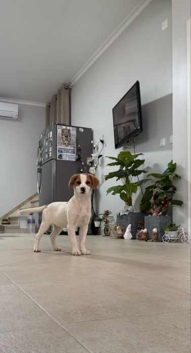 Cãozinho para adoção