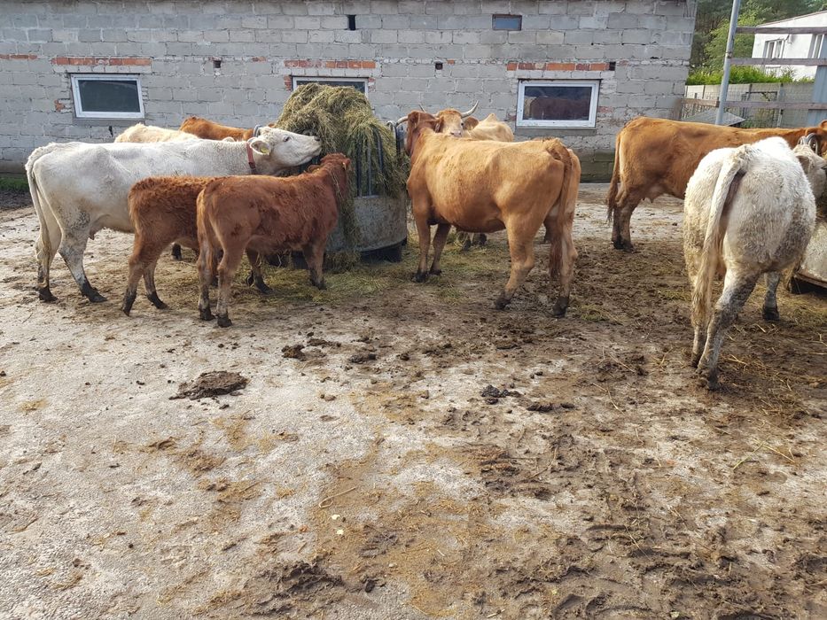 Sprzedam Bydło Limousine