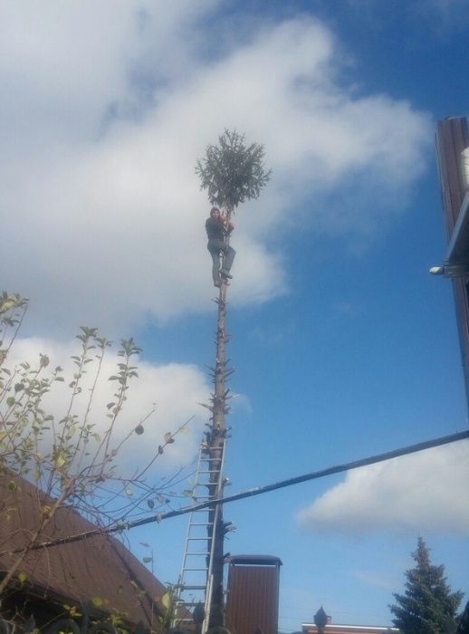 Обрезка сада, обрезка фруктовых деревьев для улучшения плодоношения.