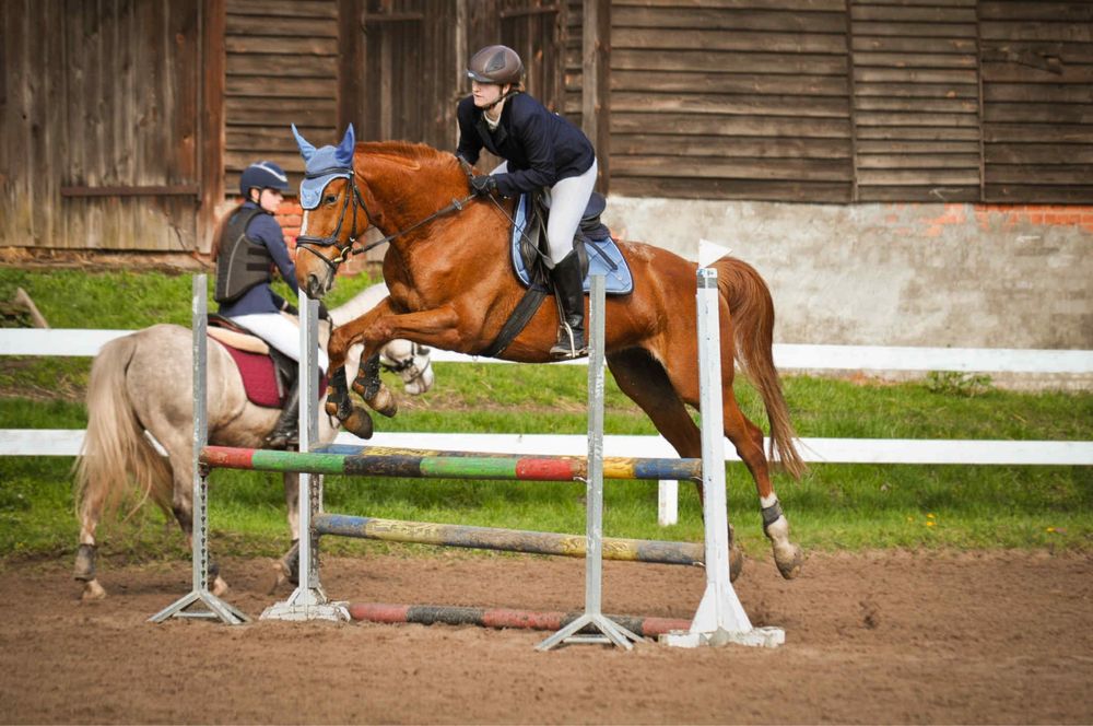 Wałach  kasztanowaty SF