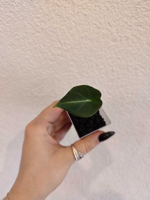 Alokazja Black Velvet