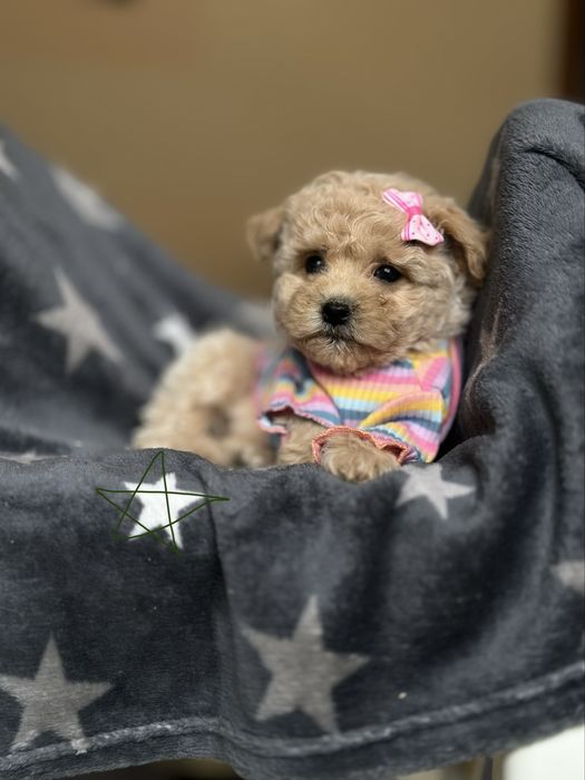 Моя мила радість. Мальтипу міні. Міні мальтіпу