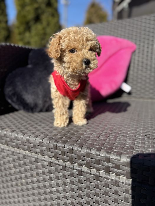 Мальтипу  цуцики