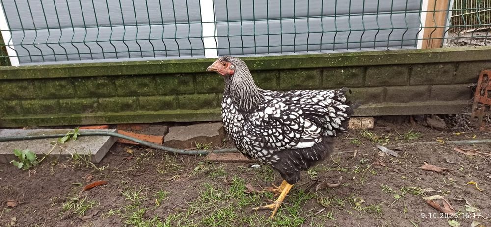 Wyandotte kurka i kogutek