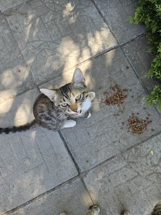 Котята 3 месяца живут на автостоянке