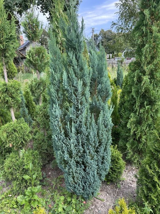 Кипарисовик Елвуді