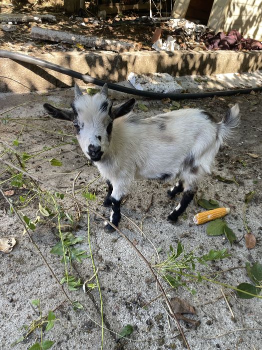 Casal de cabras anãs