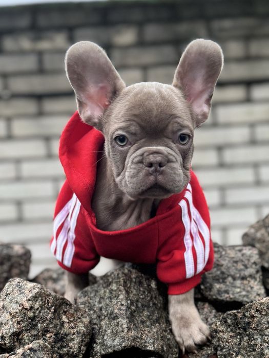 Французкий бульдог