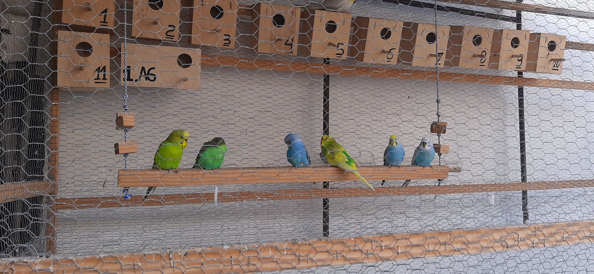 Piriquitos, agapornis, caturras.