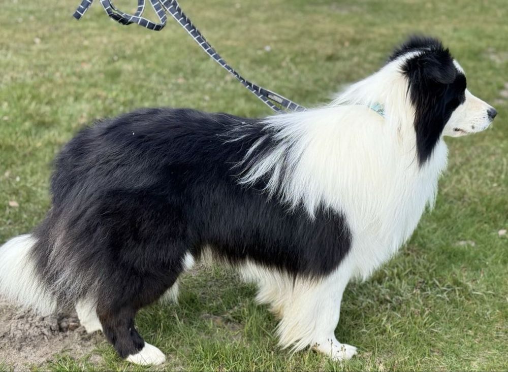 Border Collie Piesek  FCI.  Top