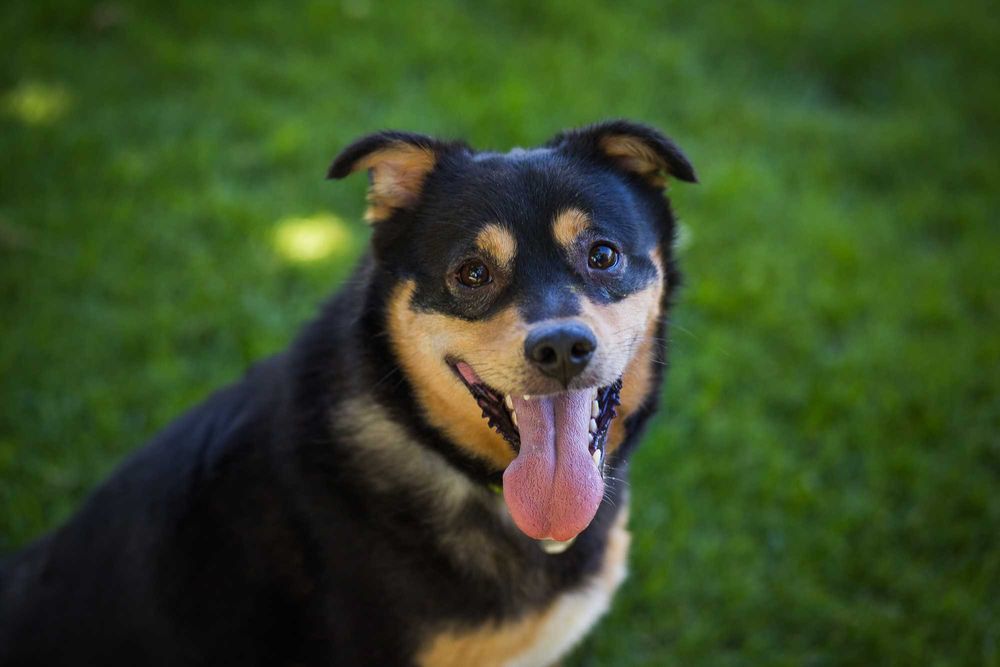 Bark mu łapki podaruj dom wspaniałej psinie
