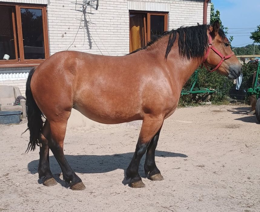 Klacz Zimnokrwista gniada