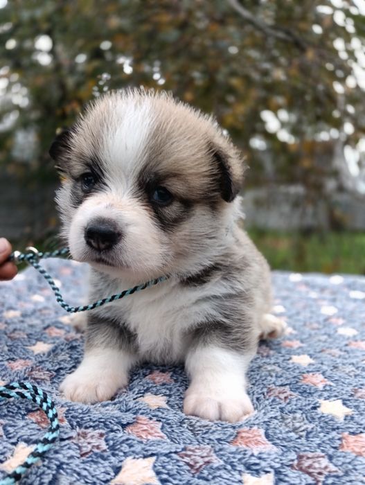Śliczna dziewczynka Welsh Corgi Pembroke ZKwP FCI