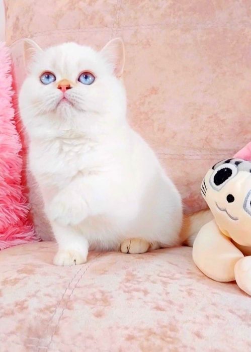 Сама нежность, голубоглазая малышка скоттиш-страйт